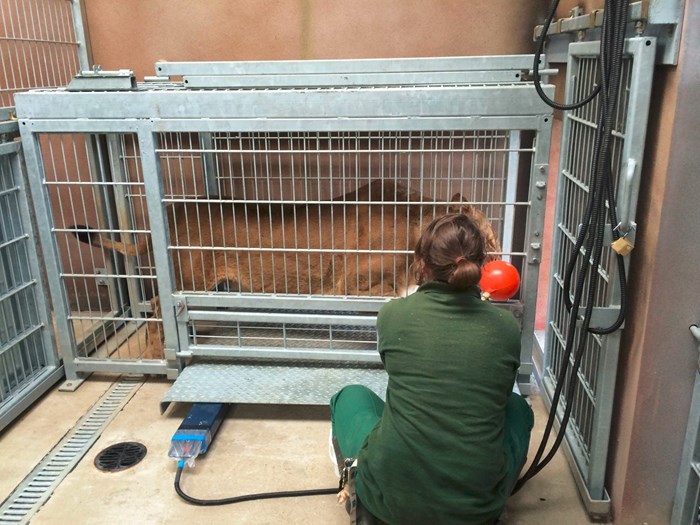 Training a lion to report to be weighed