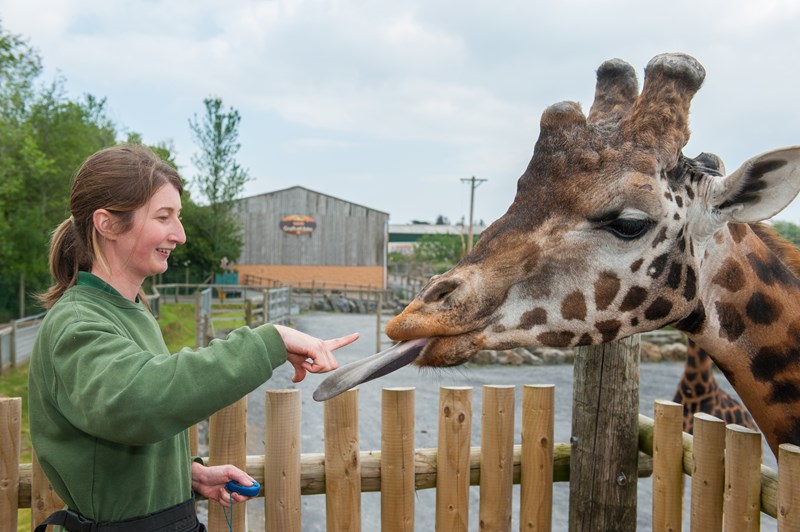 Training a giraffe to stick out its tongue