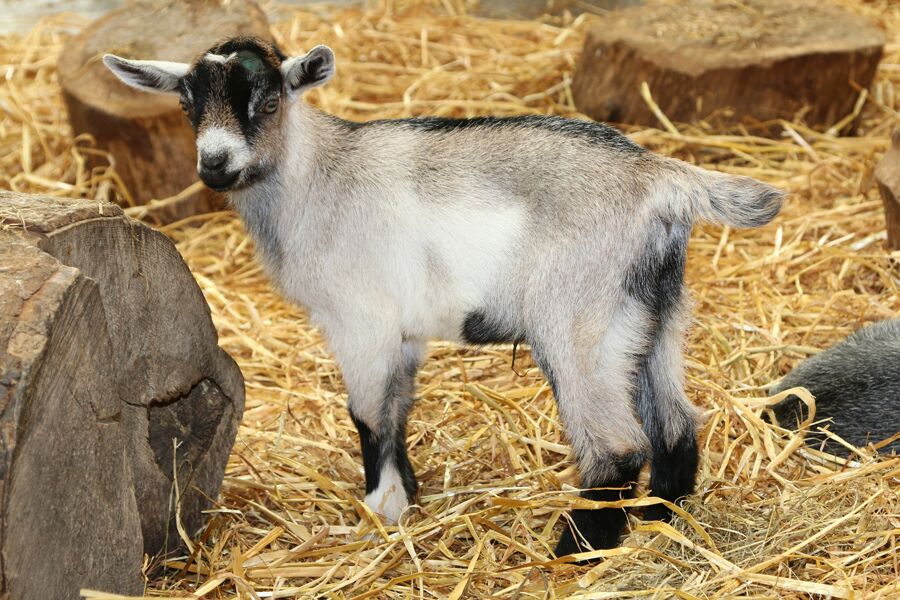 Goat kid at Folly Farm