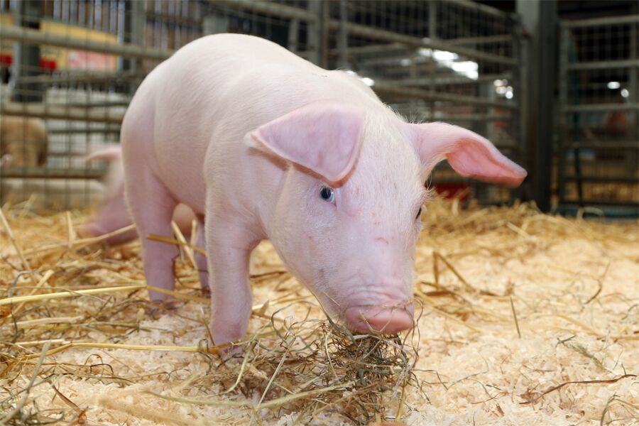 Piglet at Folly Farm pig