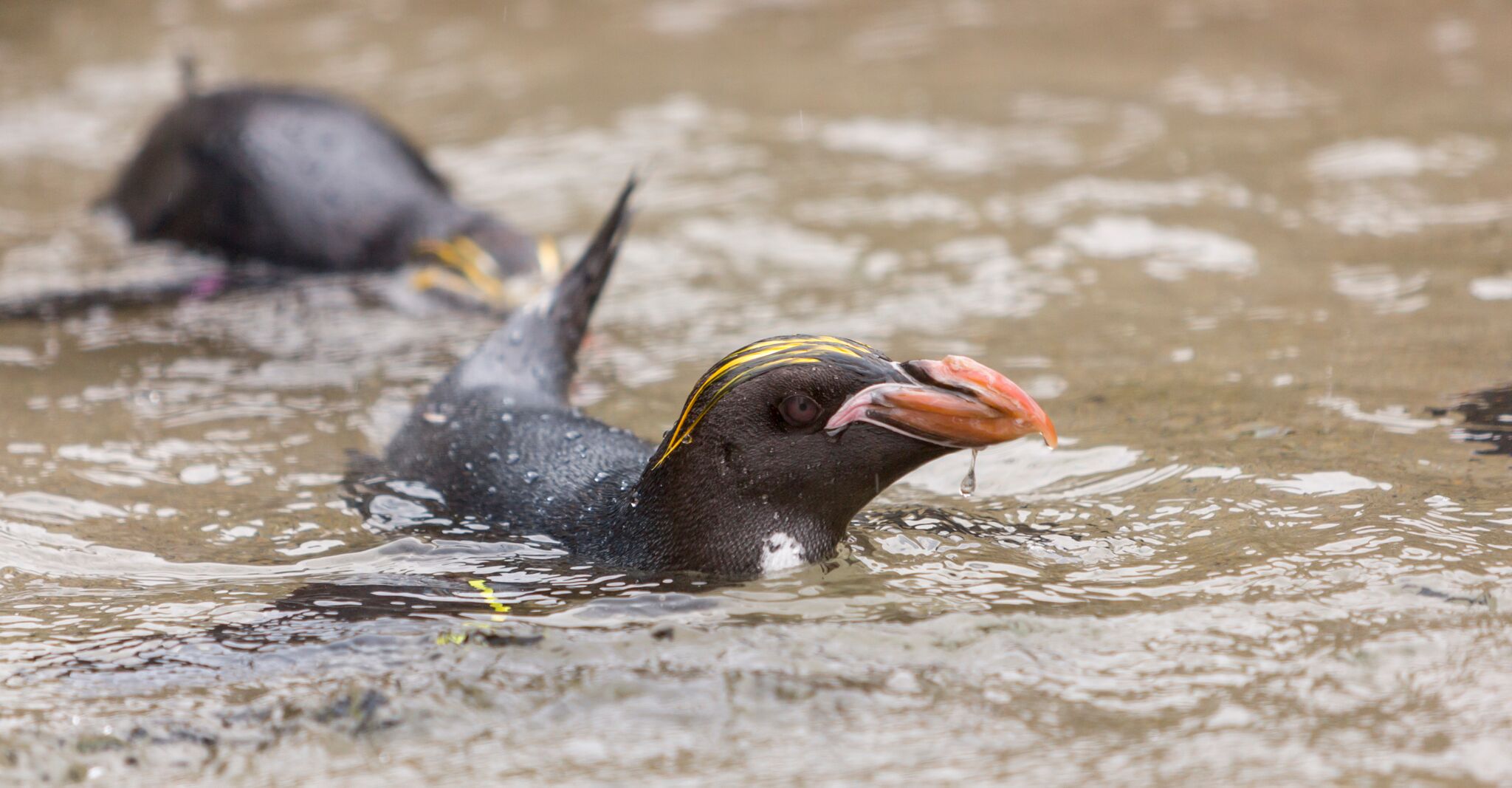 Macaroni penguins at Folly Farm