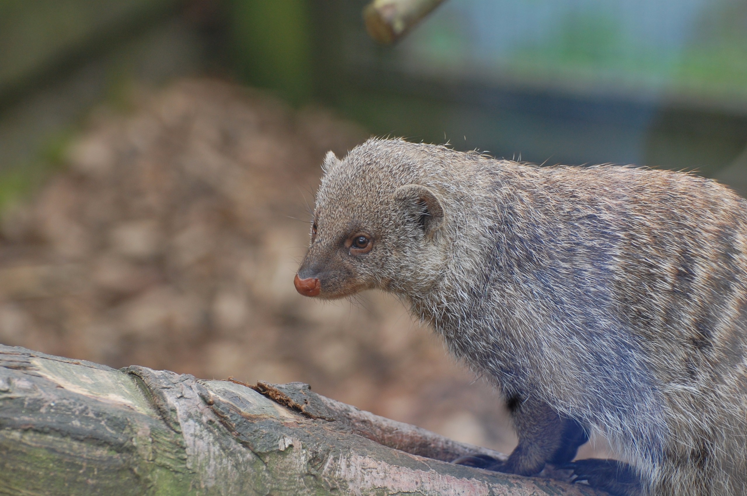 Banded Mongoose • Fun Facts & Information For Kids