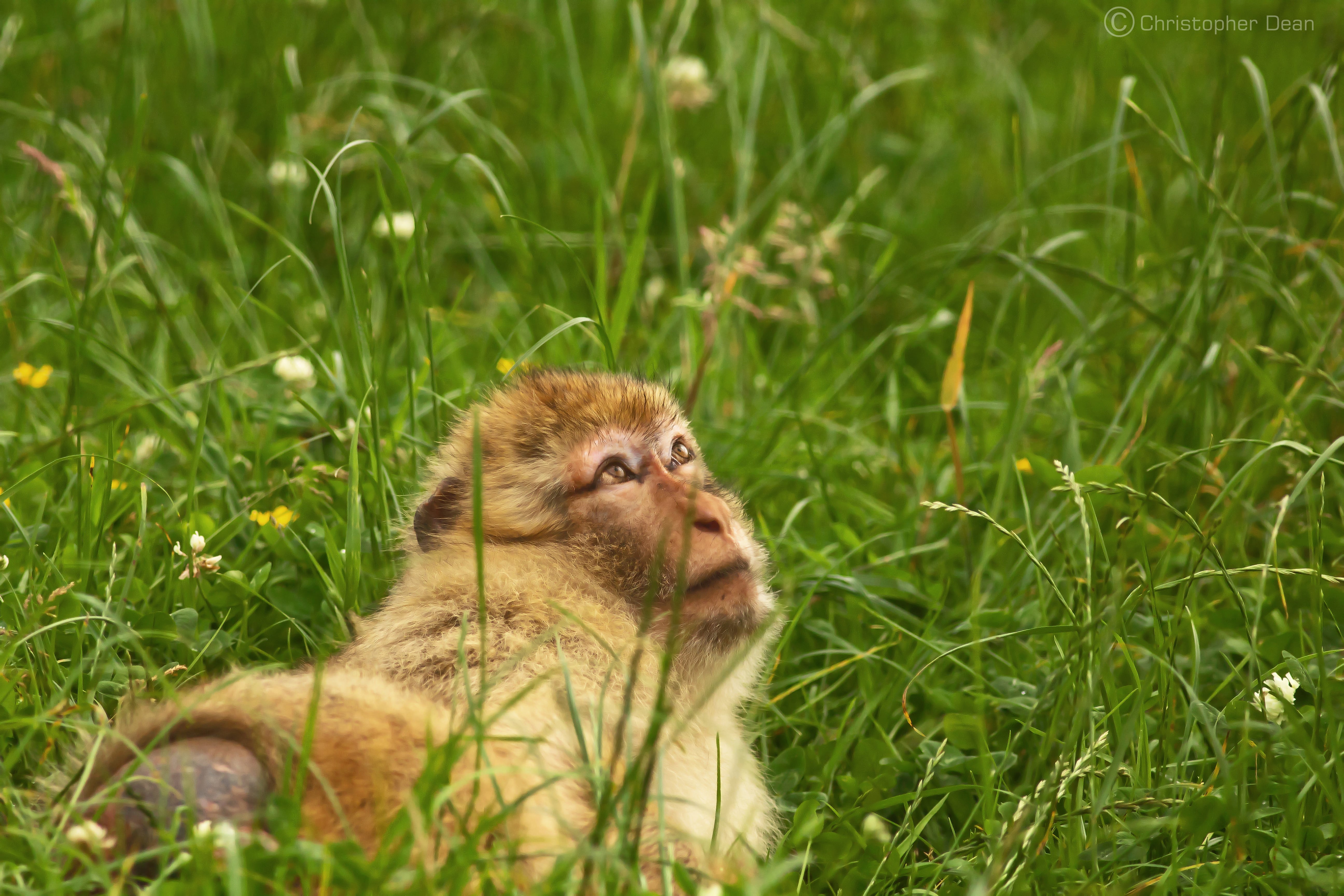 barbary macaque looking up