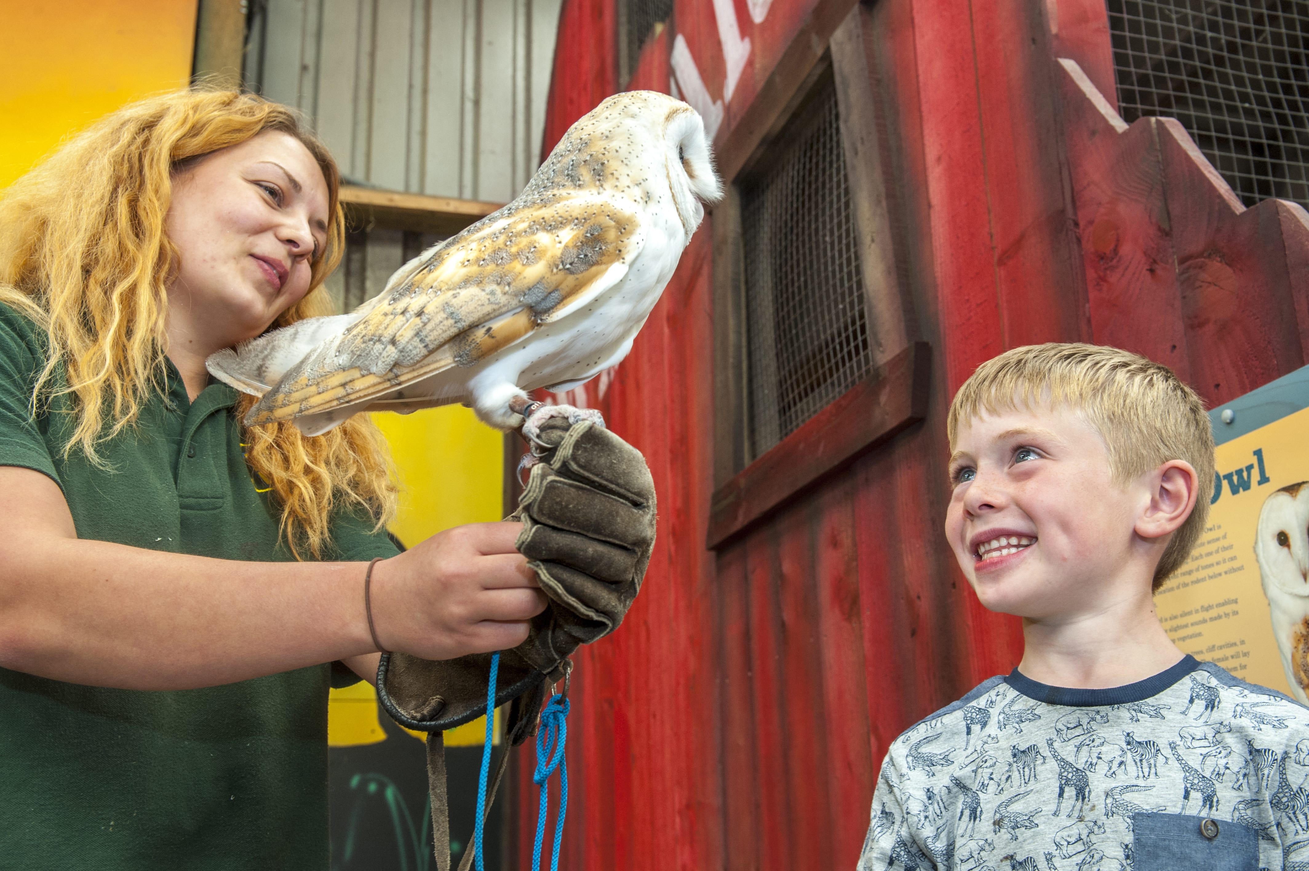 Boy with barn owl
