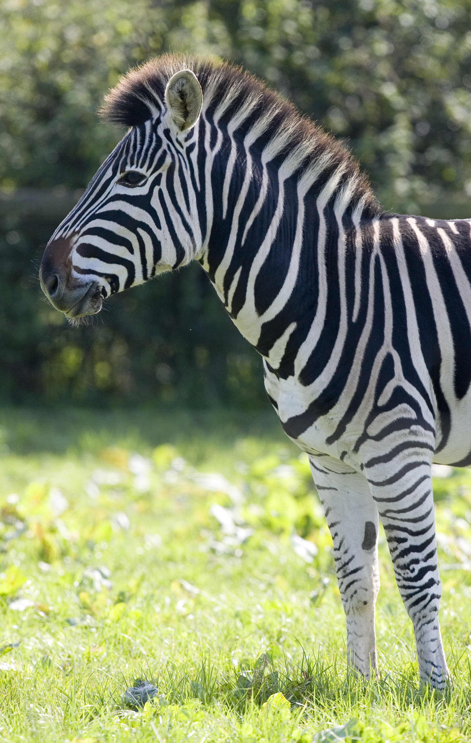 Chapman's Zebra • Fun Facts and Information For Kids