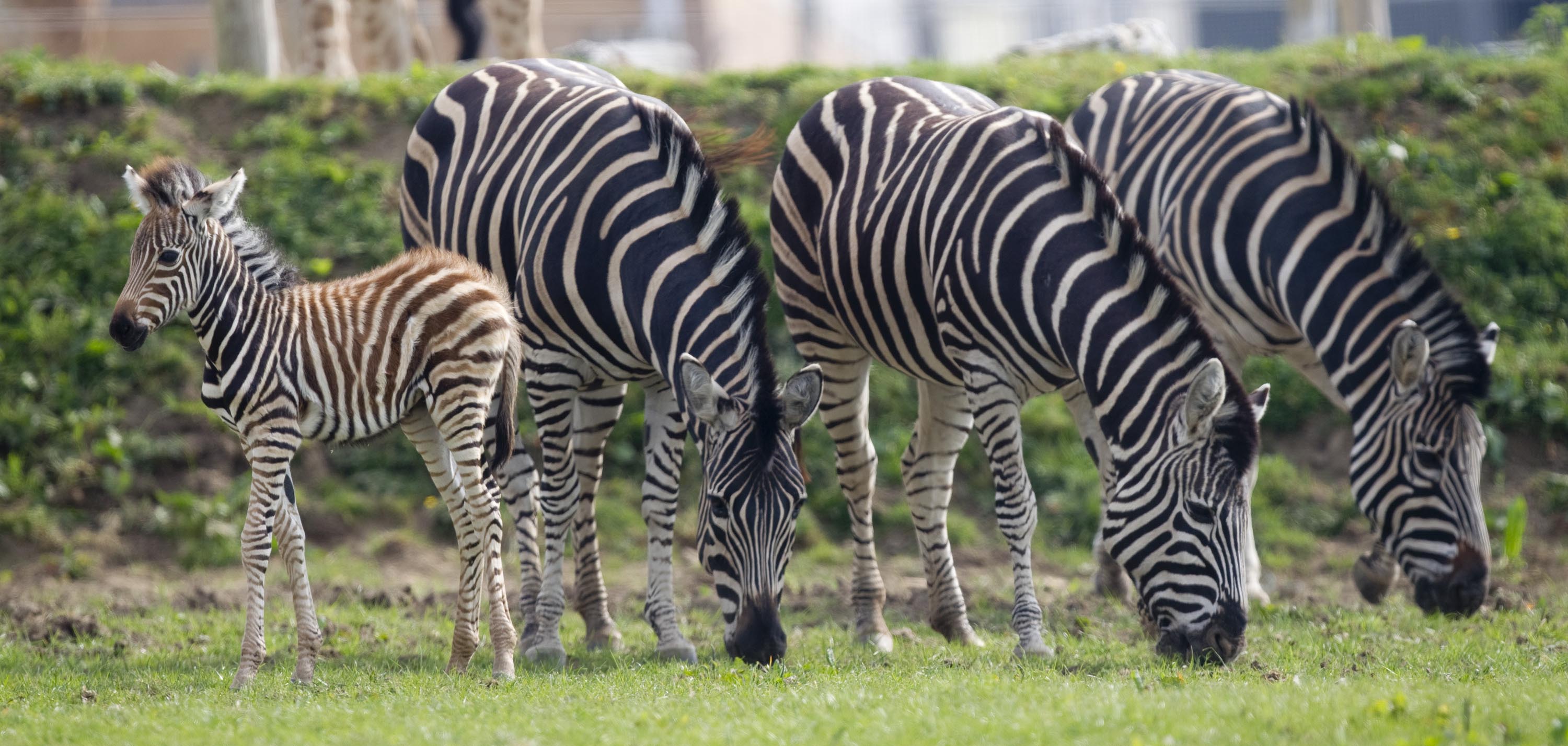 Chapman's Zebra • Fun Facts and Information For Kids