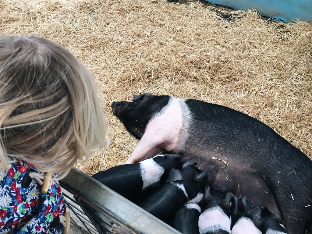 Girl looking at piglets