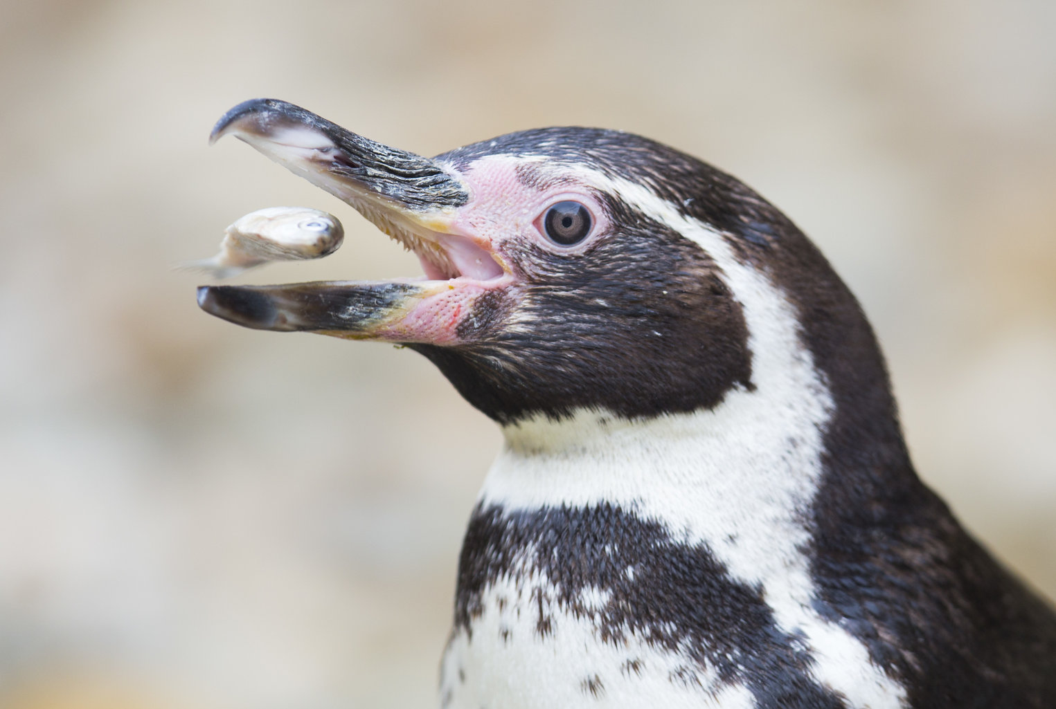 Fun & Interesting Facts About Humboldt Penguins 🐧 For Kids