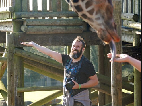 Man on a giraffe feeding experience at Folly Farm