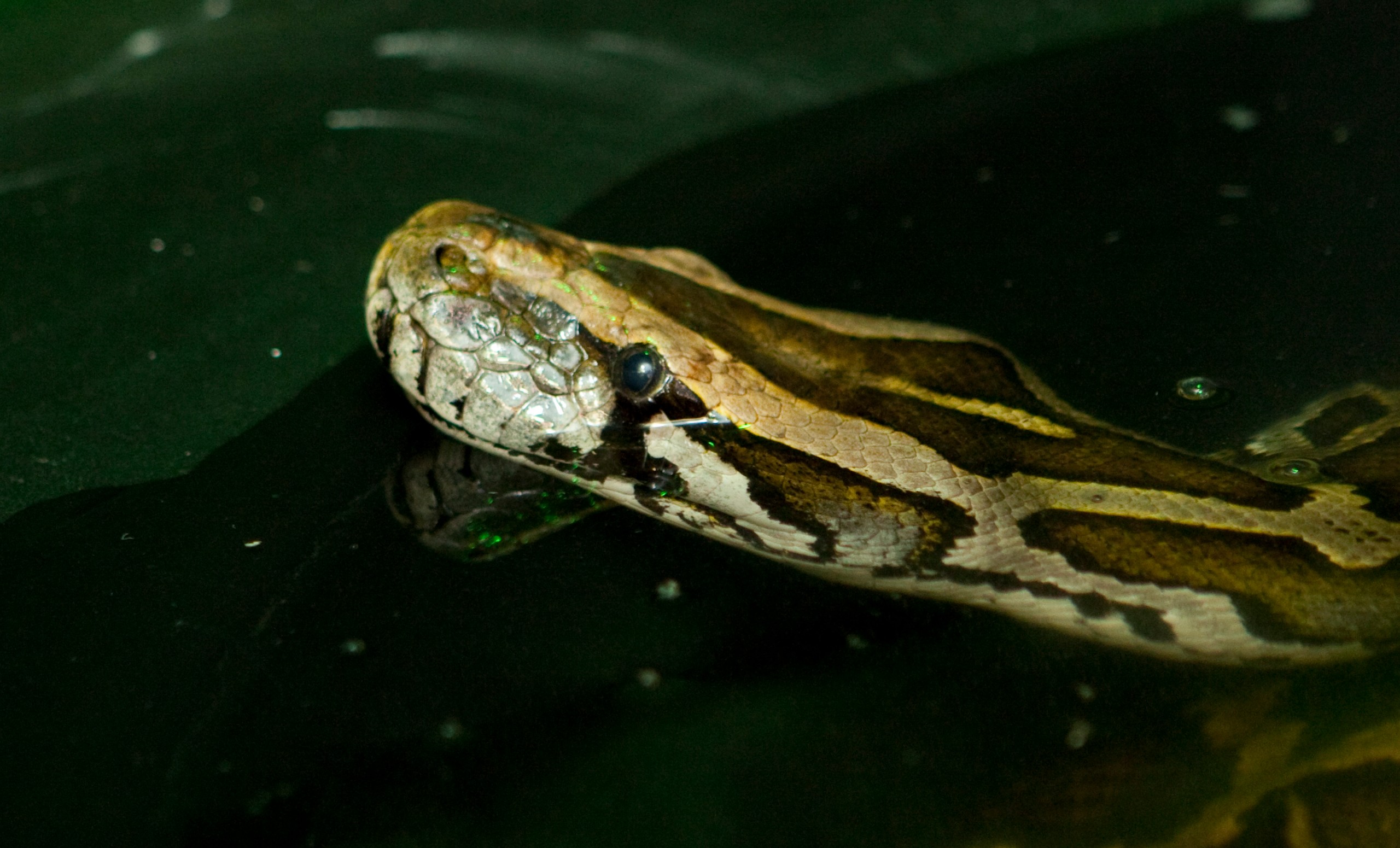 How Long Do Burmese Pythons Live in Captivity? 2