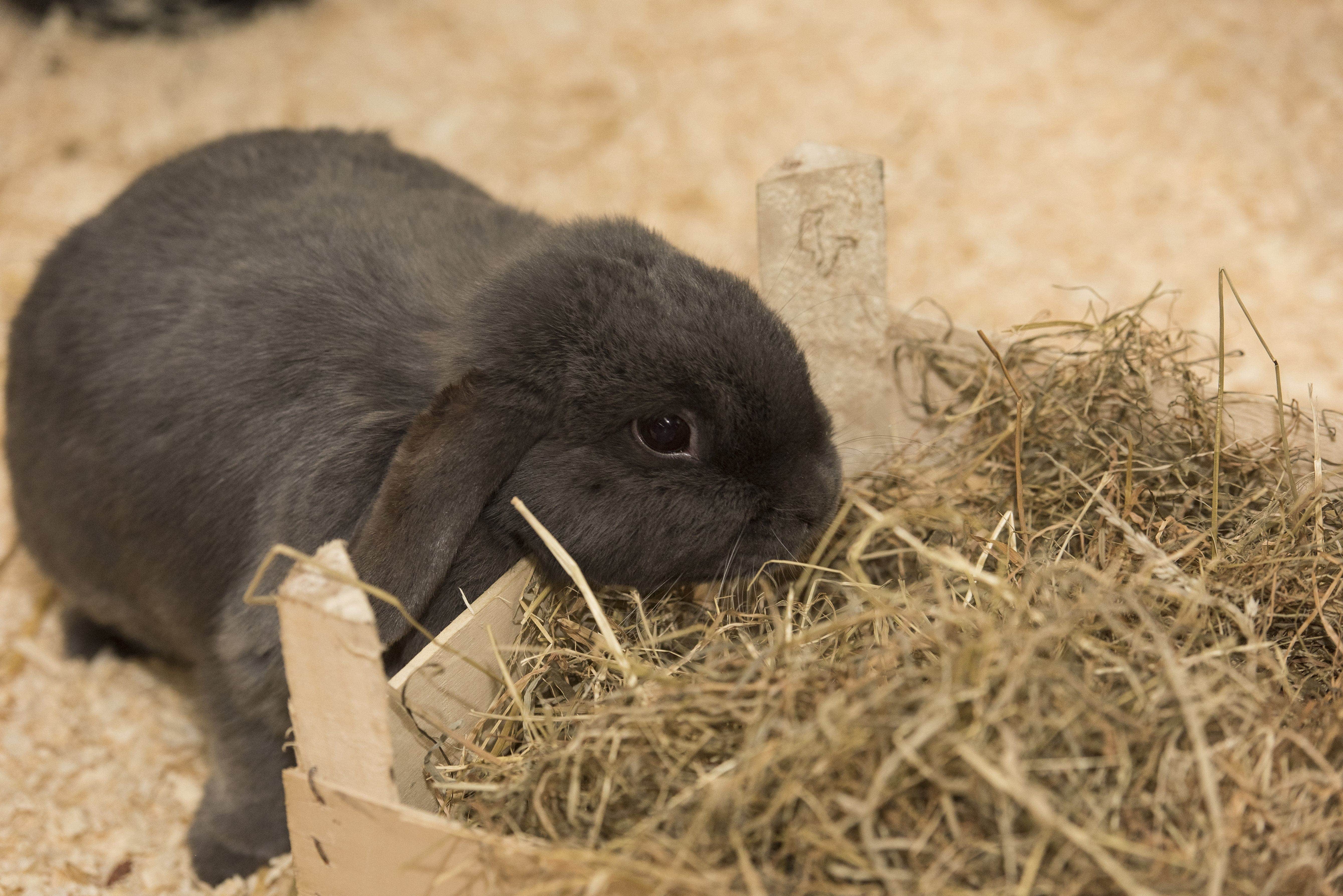 rabbit in cwtch corner