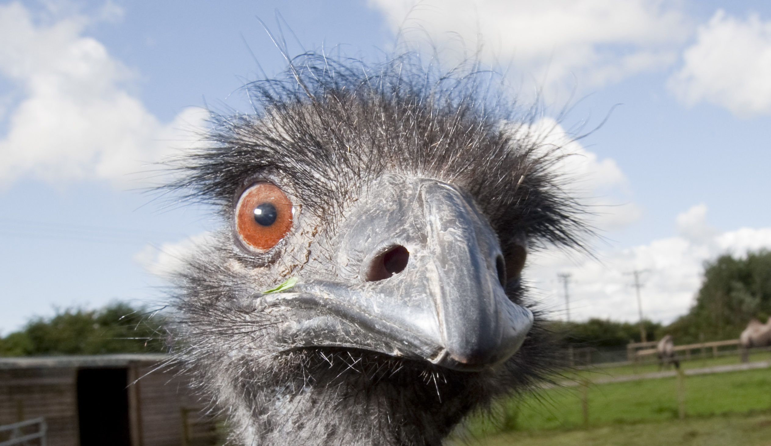 Emu with wide eyes