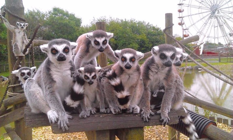Image of a group of ring tailed lemurs