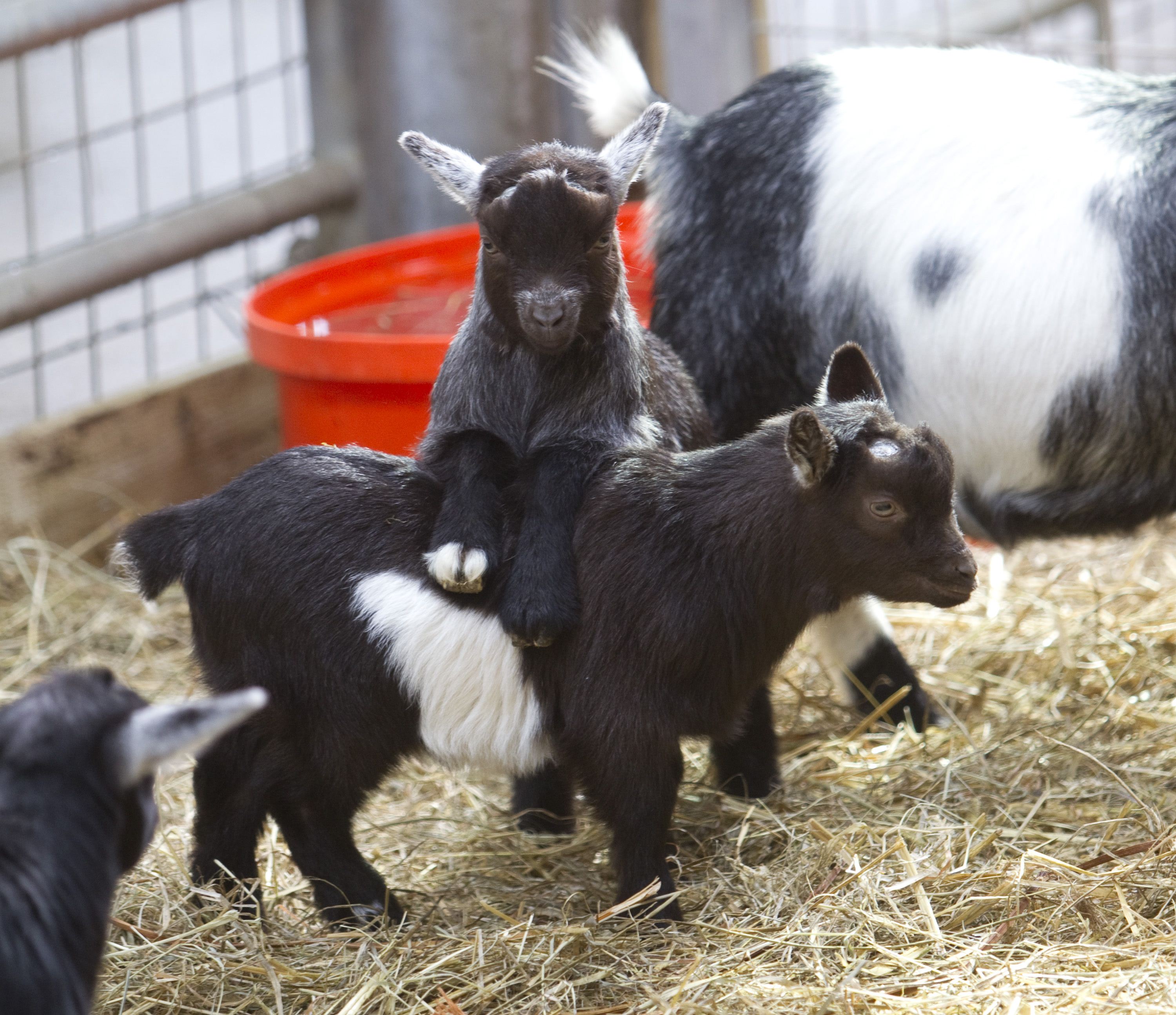 Goat adoption 2024 near me