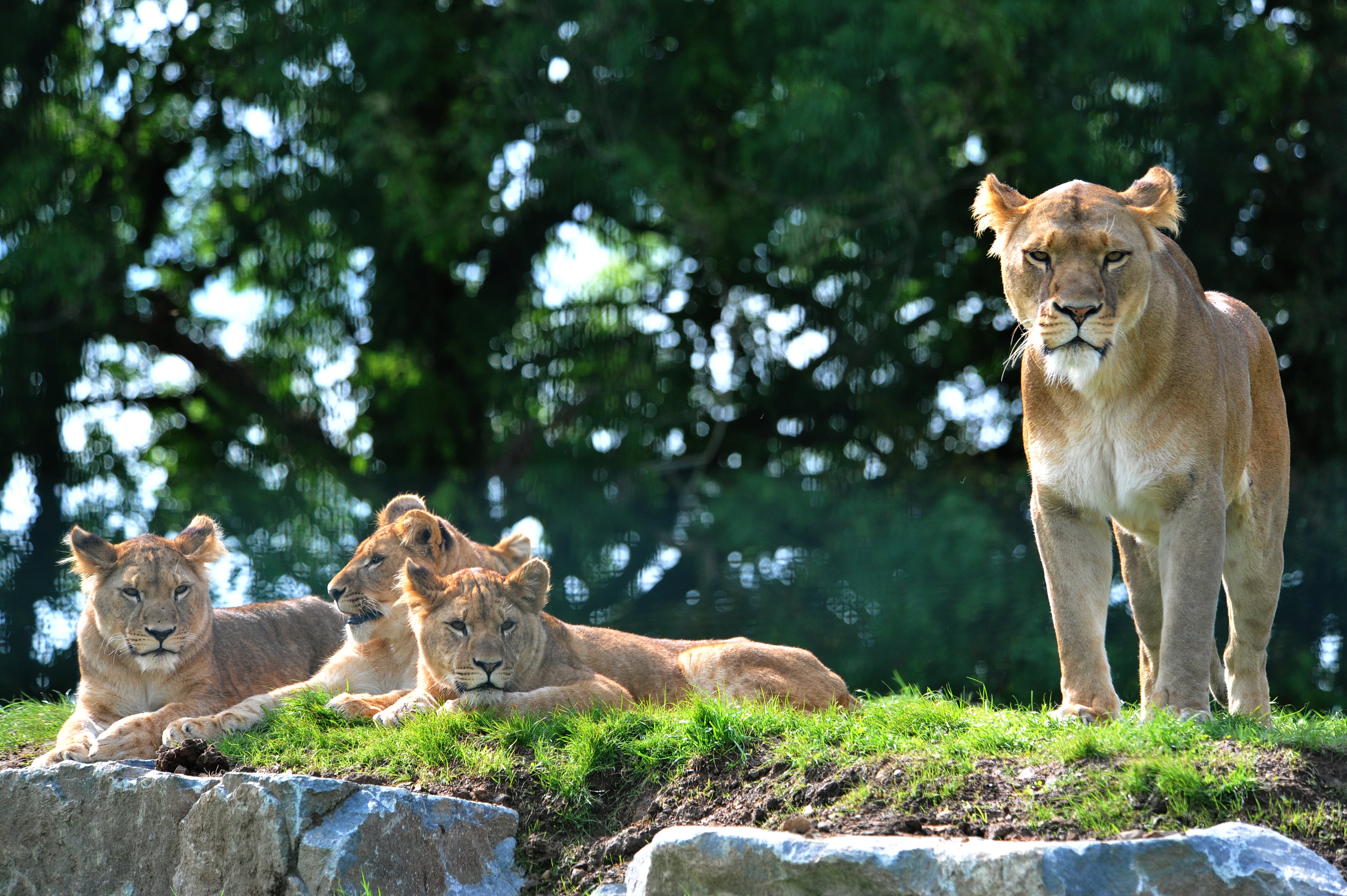 Luna the lion and three cubs