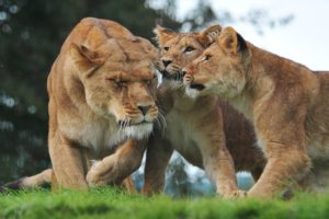 Luna the lion and two cubs