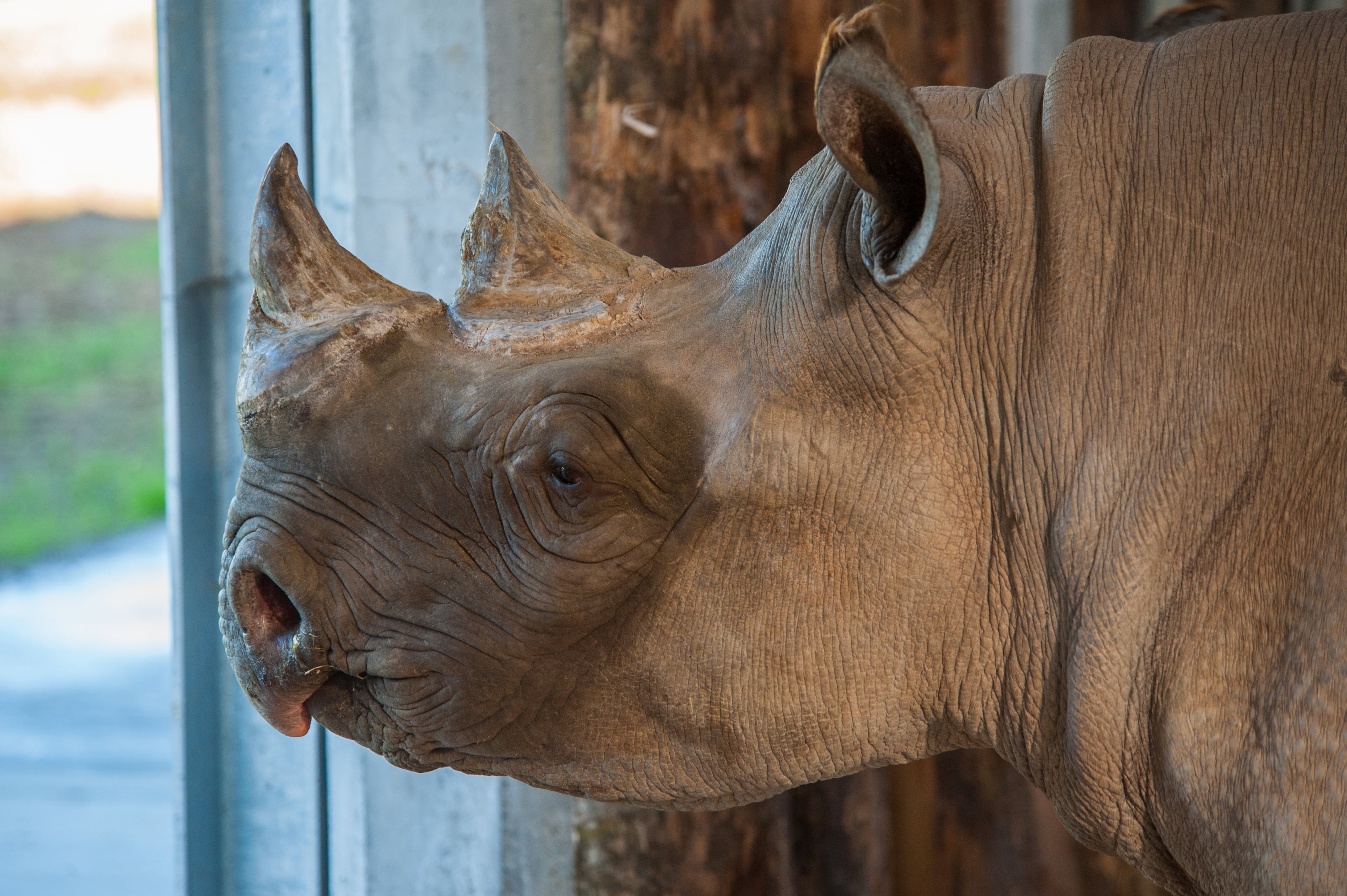 Manyara rhino inside enclosure