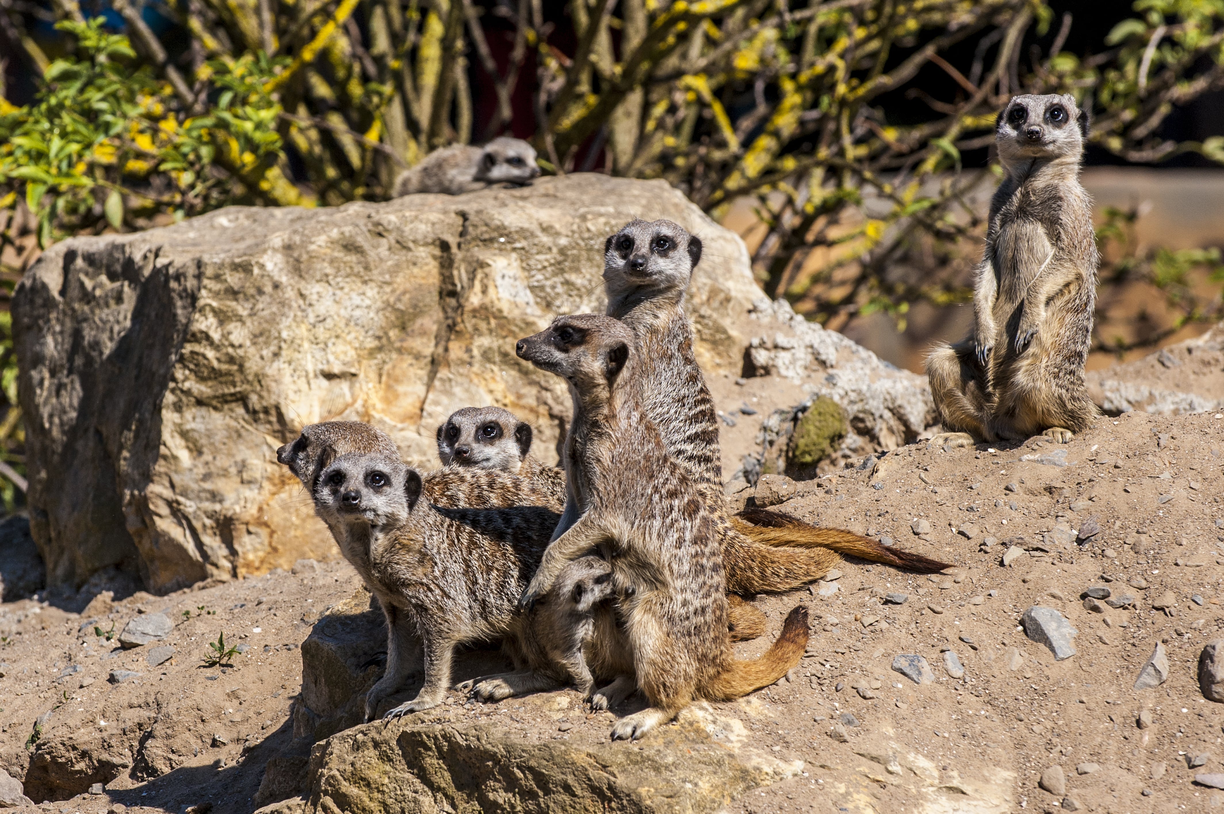 Slender Tailed Meerkat • Fun Facts and Information For Kids