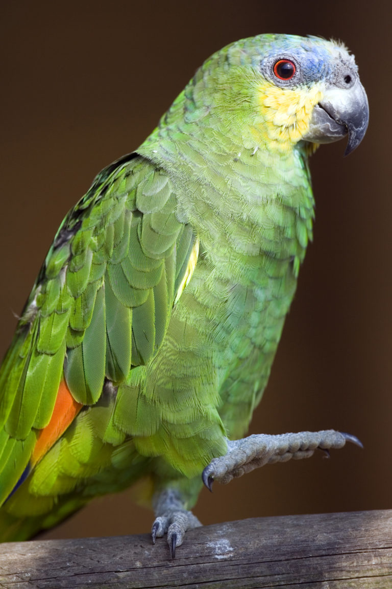 Orange Winged Amazon Parrot • Fun Facts and Information For Kids