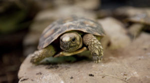 Pancake tortoise