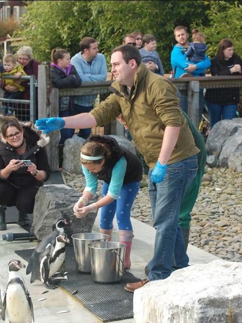 Man and child feeding penguins