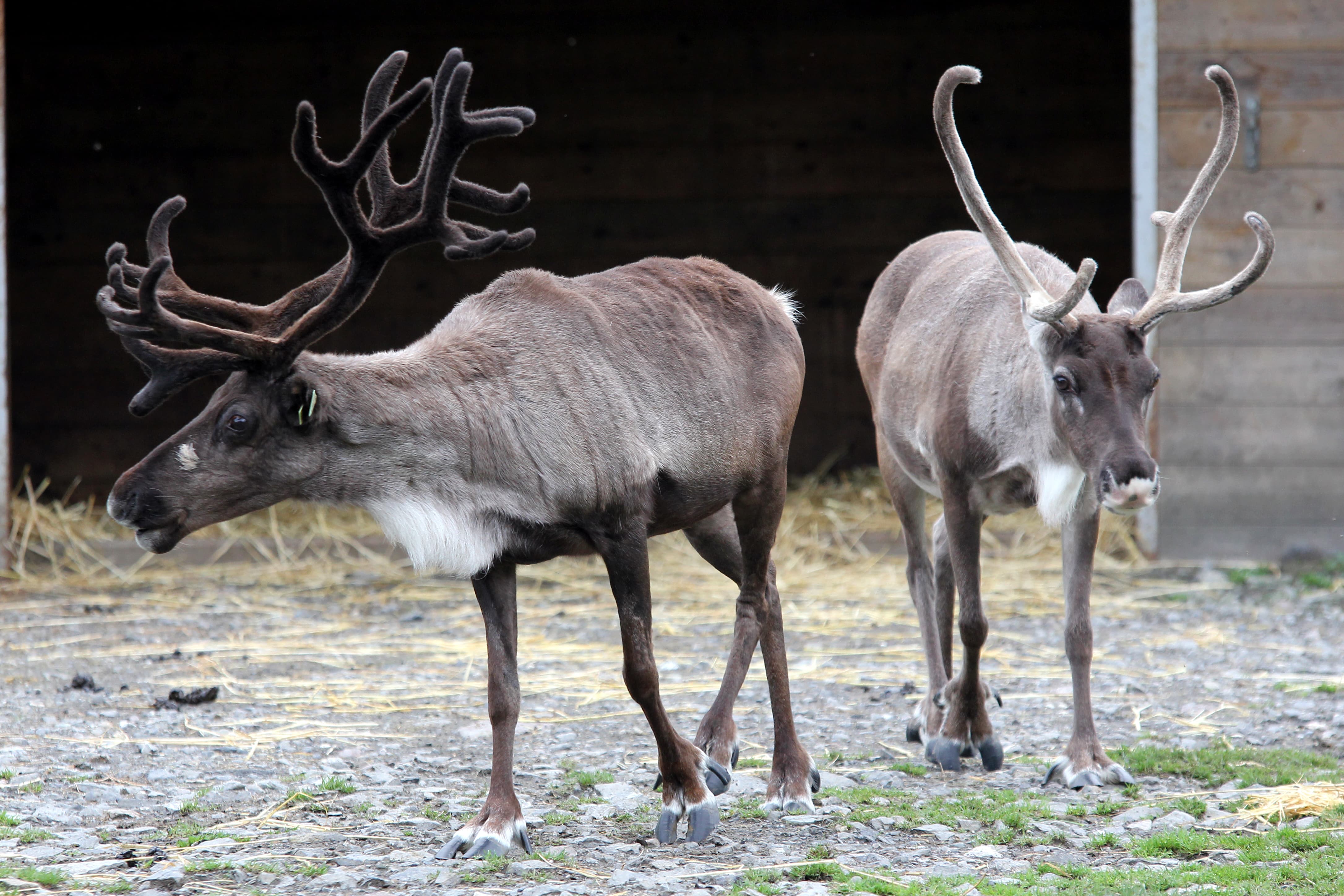 Reindeer • Fun Facts and Information For Kids