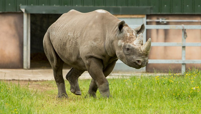 digging black rhino