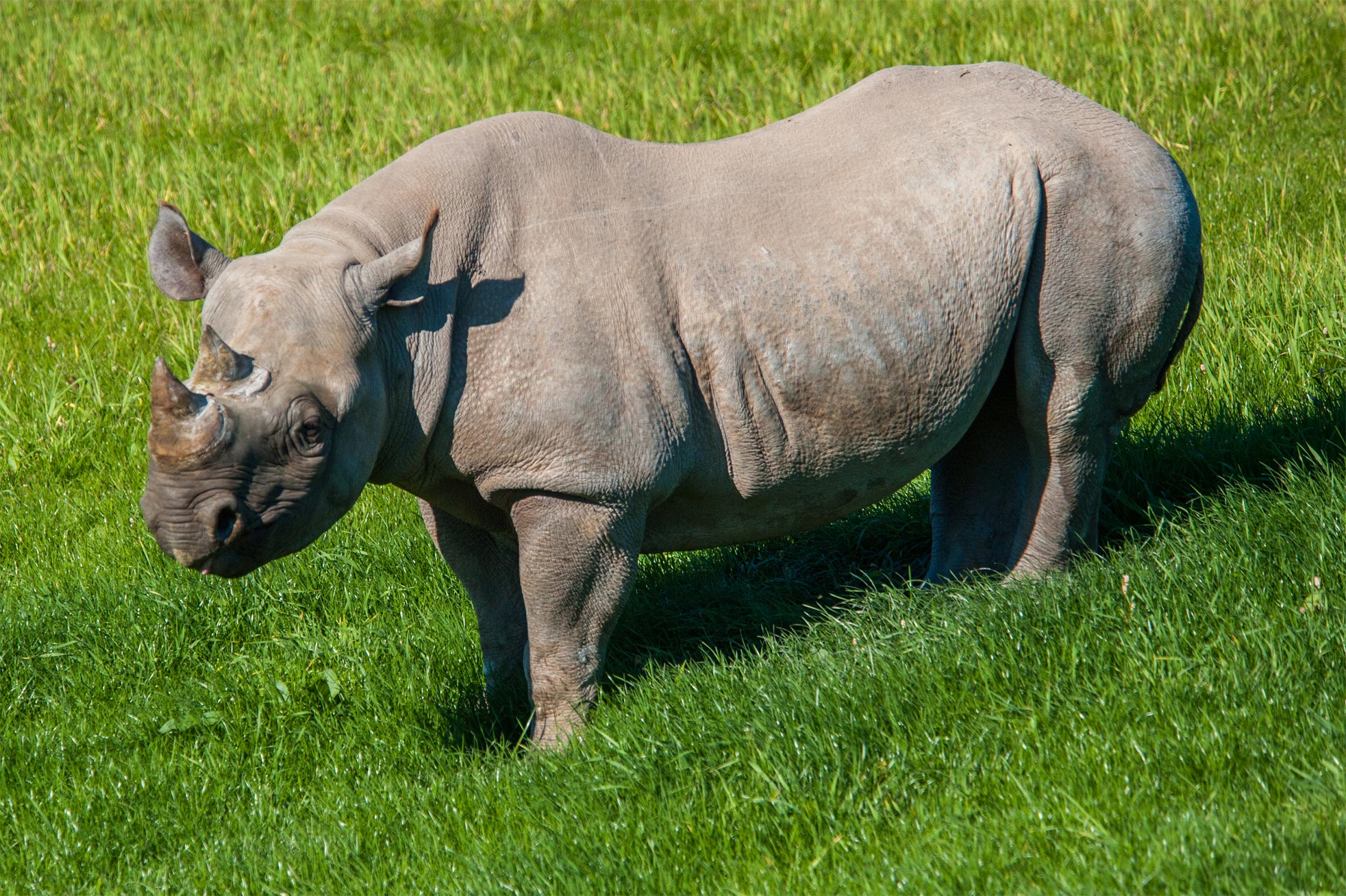 Rhino outside