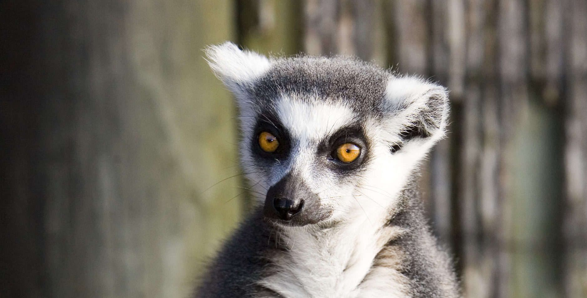 Ring Tailed Lemur • Fun Facts and Information For Kids
