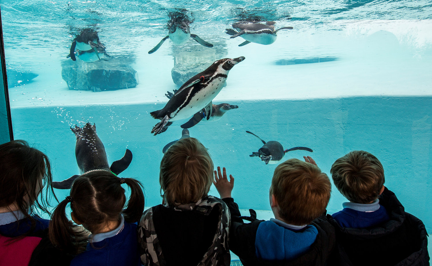 Penguin viewing on a school trip