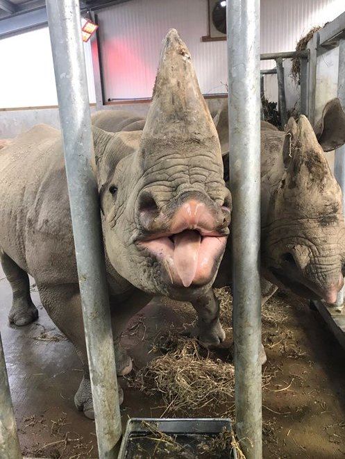 Rhino blowing a kiss