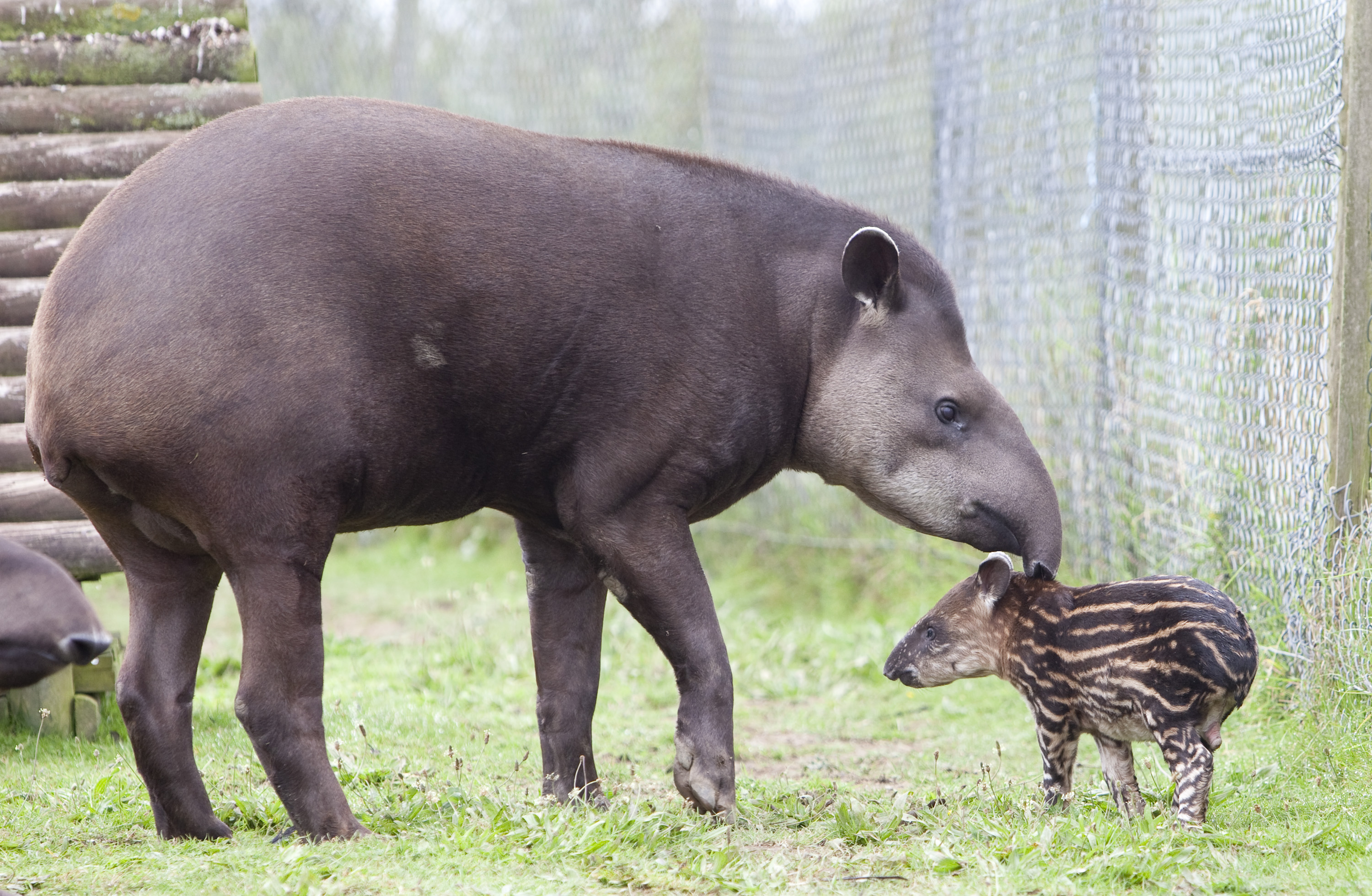 Lowland Tapir • Fun Facts and Information For Kids