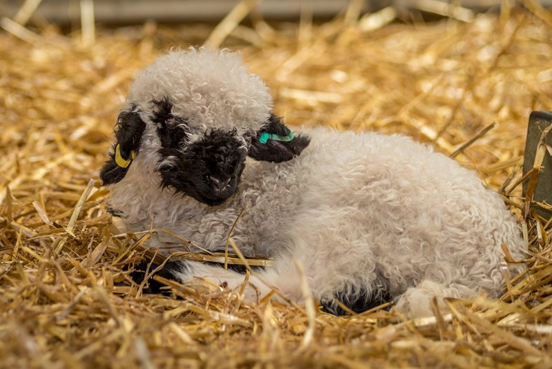 tiny lamb sheep in the jolly barn