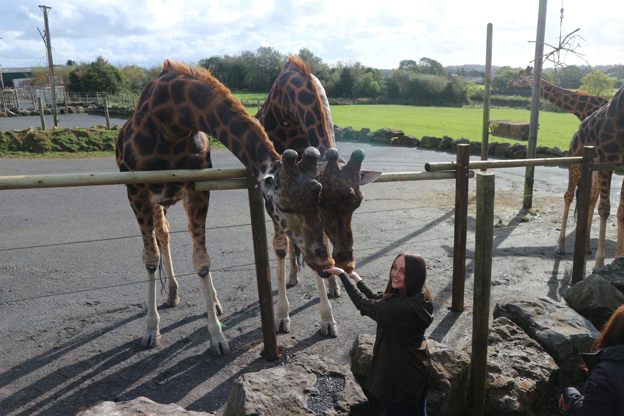 visitor taking part in a giraffe feeding experience