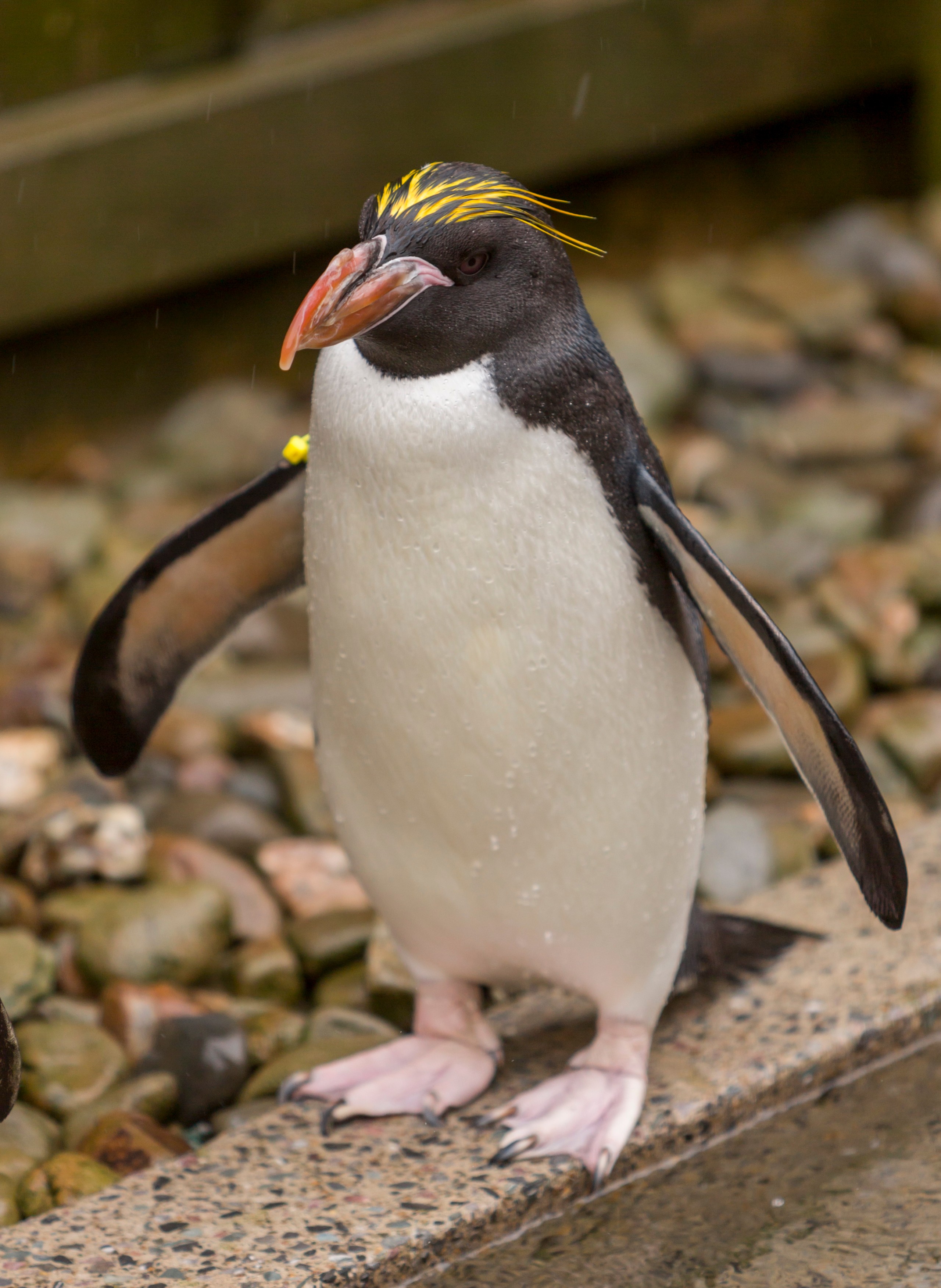 Macaroni Penguins • Fun Facts and Information For Kids
