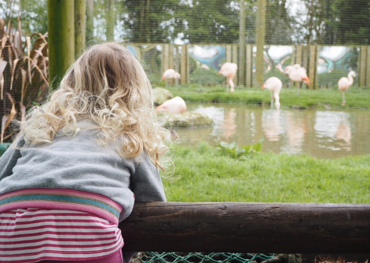 Girl watching flamingos at Folly Farm