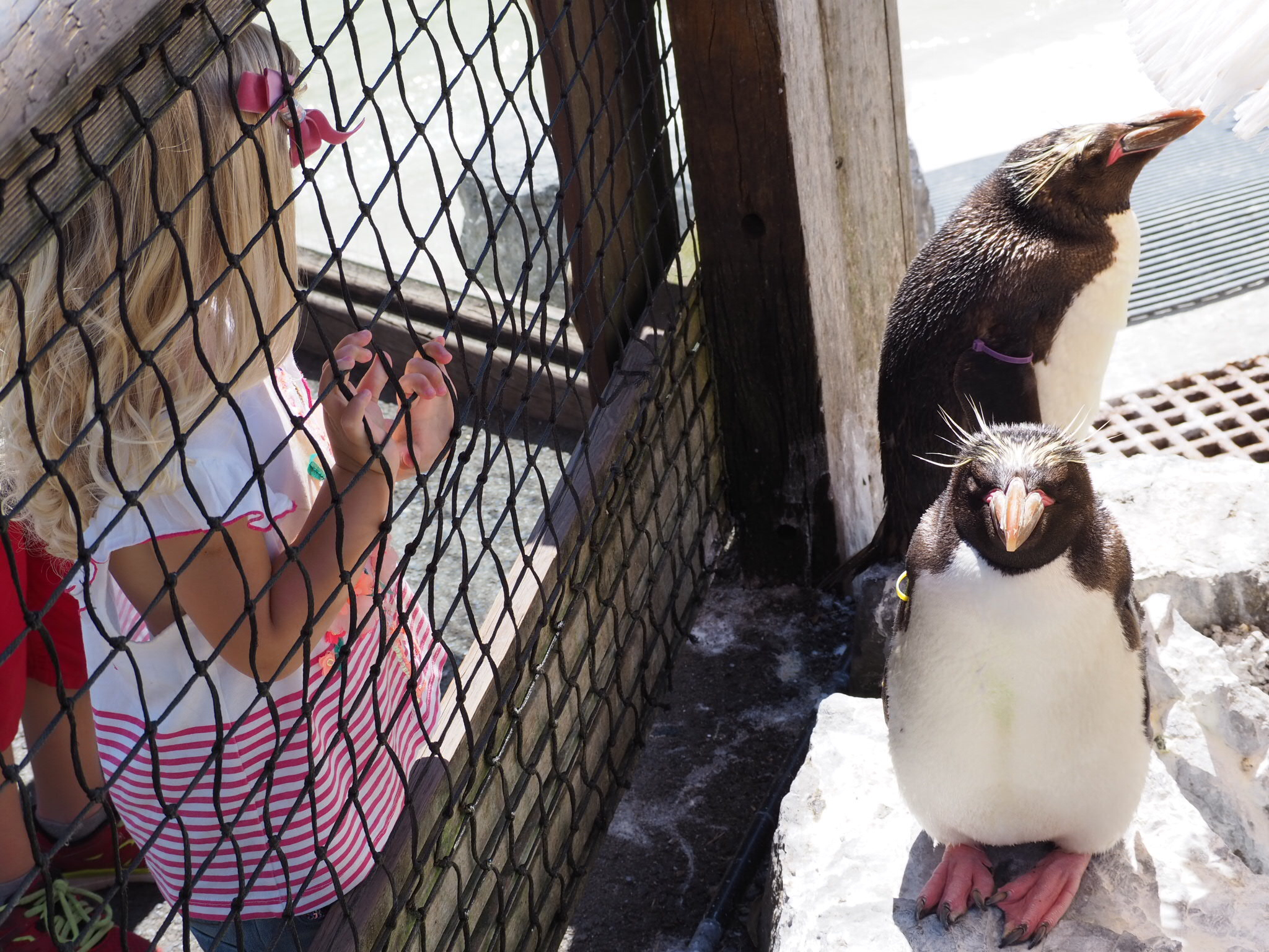 Little Miss Tiggy watching the Macaroni penguins