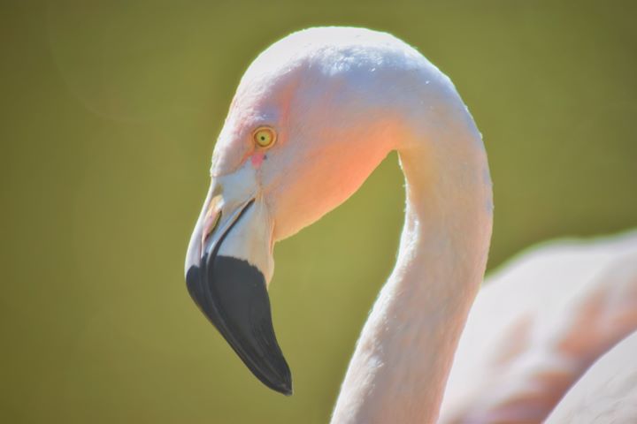Folly Farm flamingo