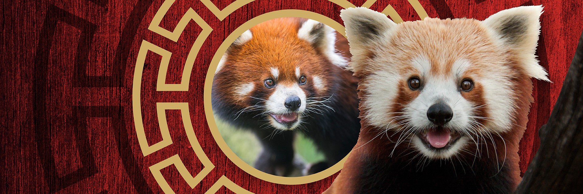 helvede smid væk Converge Fun Facts About Red Pandas • Red Panda Facts & Info for Kids