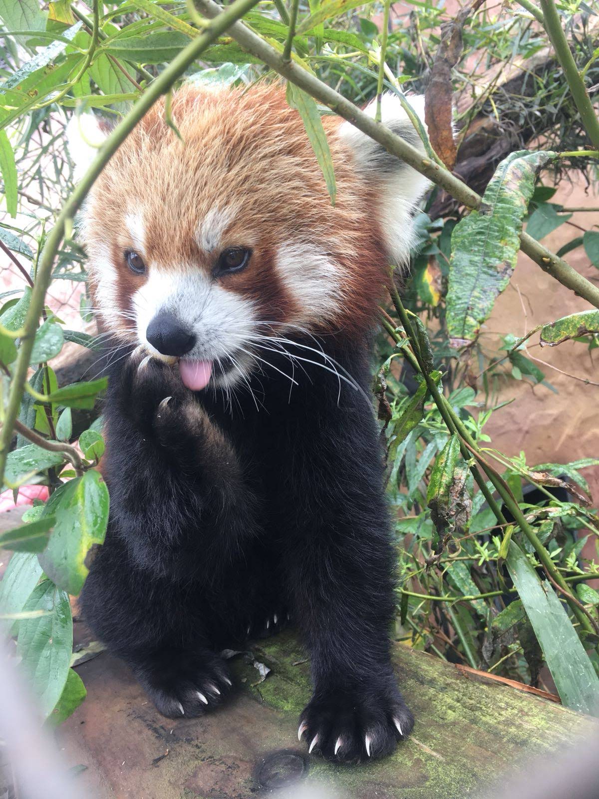 adopt a red panda at Folly Farm