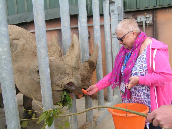 Rhino feeding experience