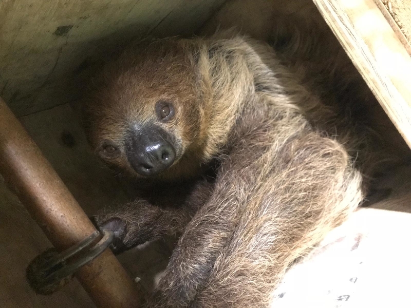 Lightcap the sloth at Folly Farm