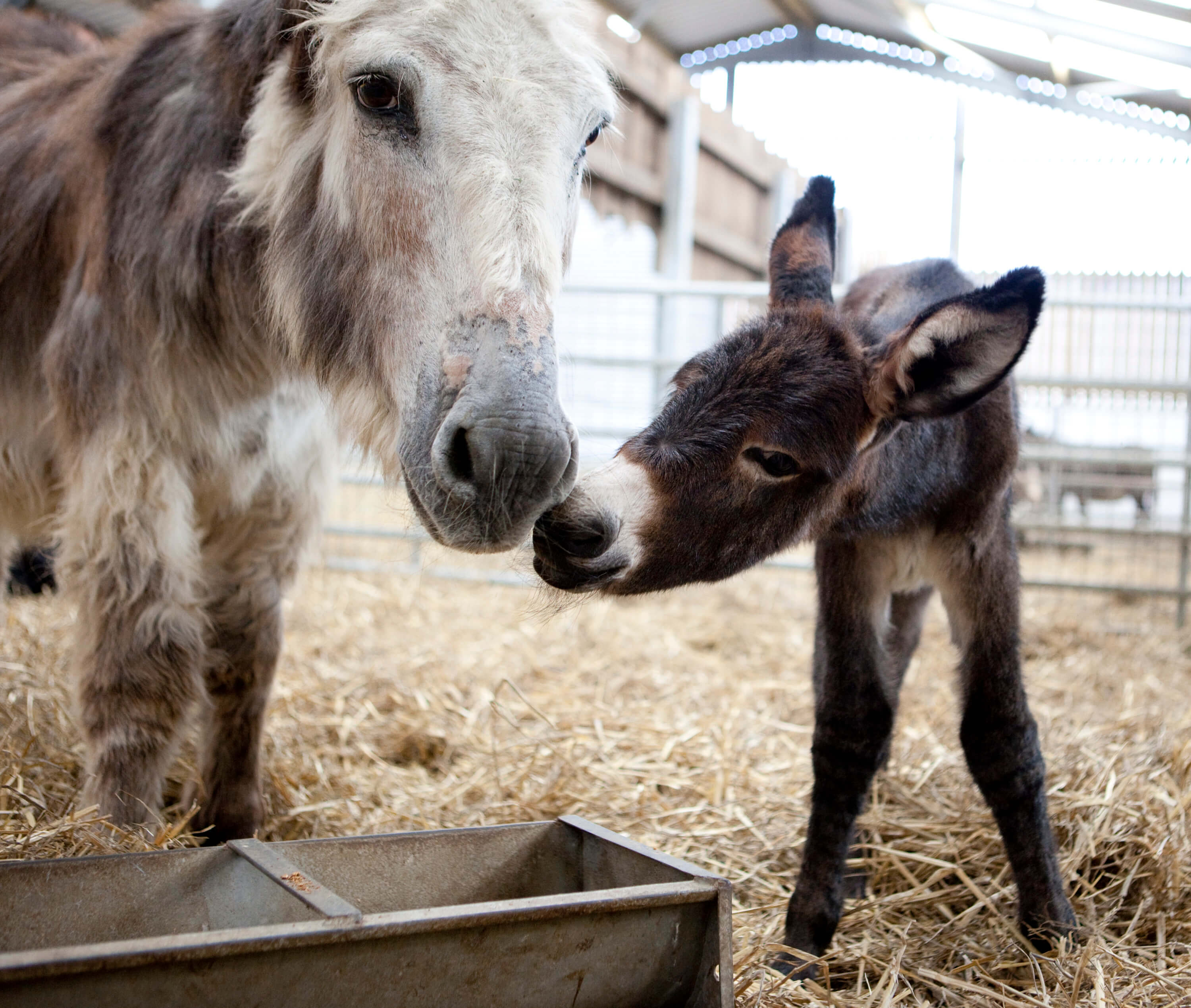 adopt a donkey from Folly Farm
