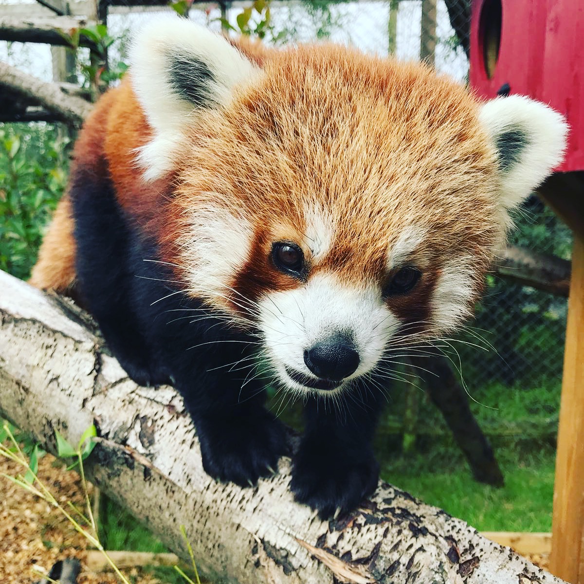 An image of a red panda's face close up