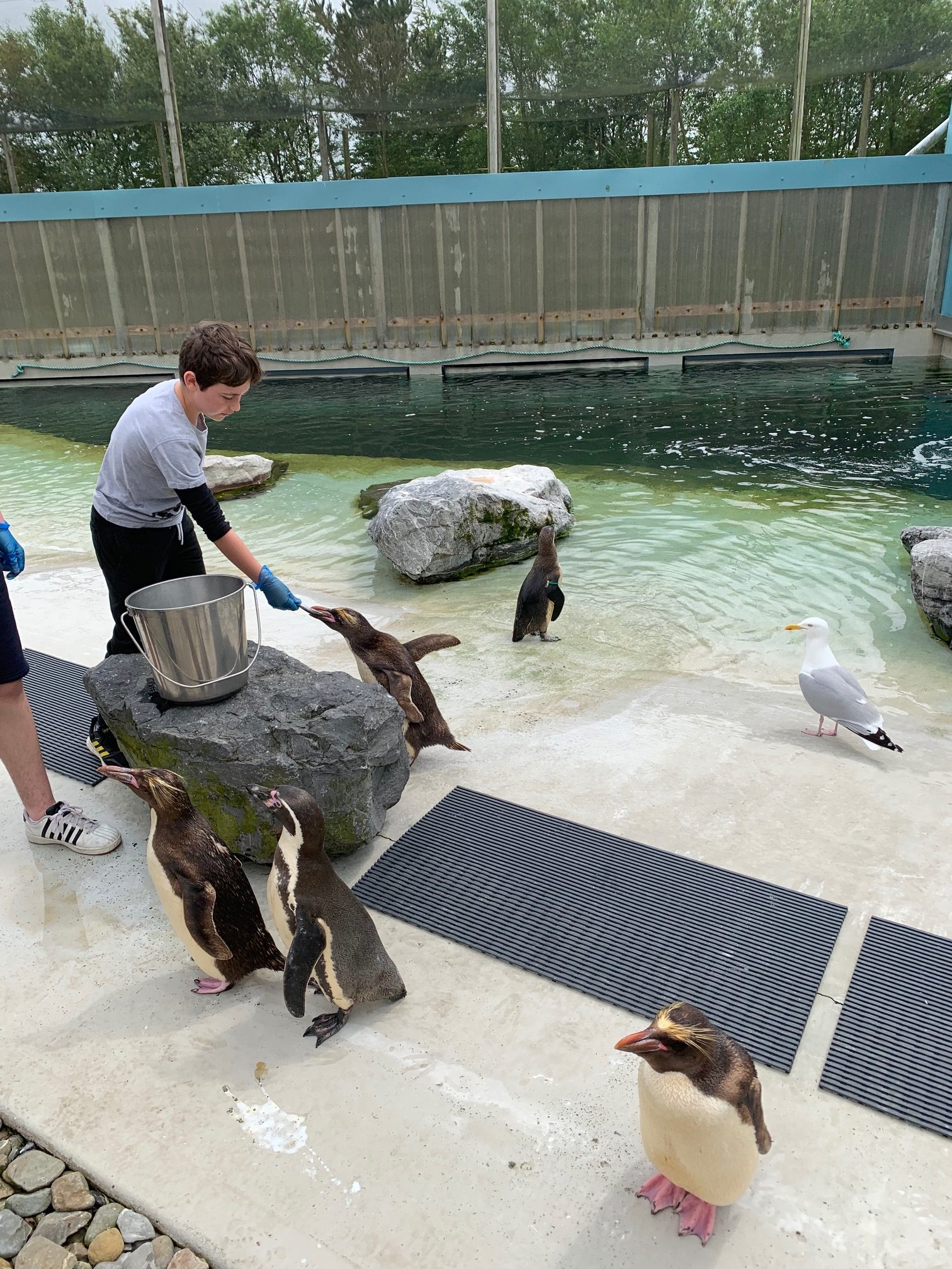Penguin Experience UK • Feed the Penguins at Folly Farm Penguin Experience UK • Feed the Penguins at Folly Farm