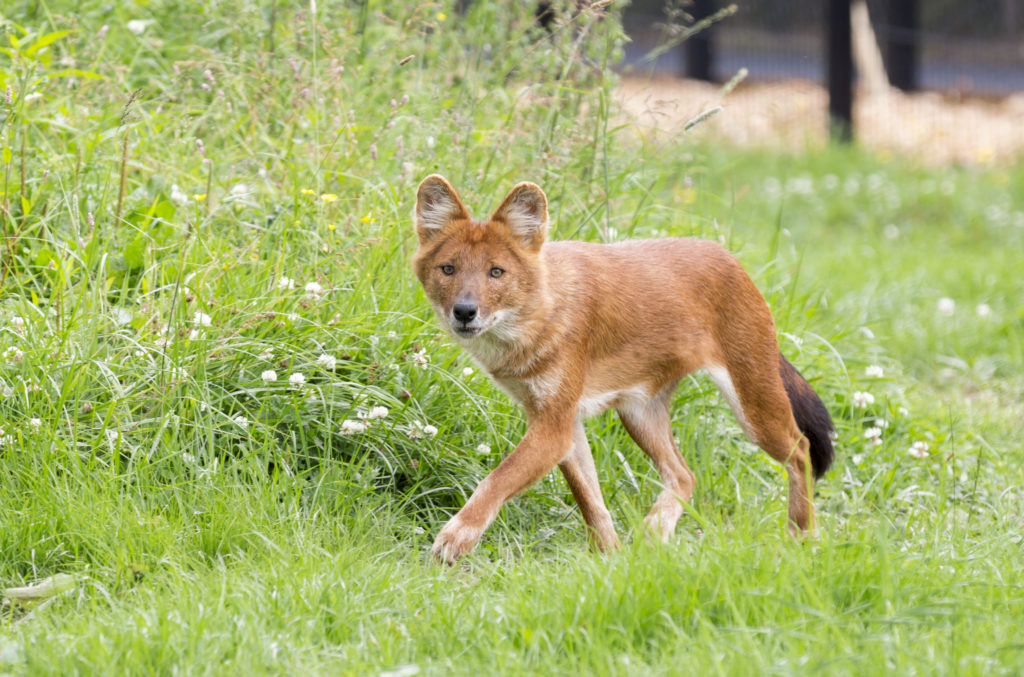 Asian wild dog or dhole