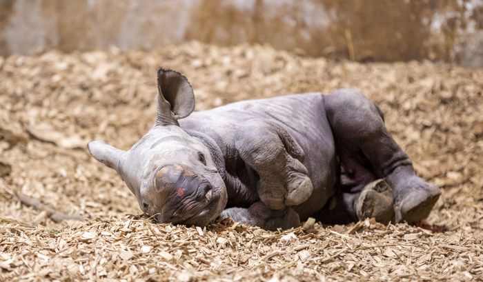 Baby Eastern black rhino