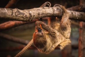 sloth hanging from branch and feeding