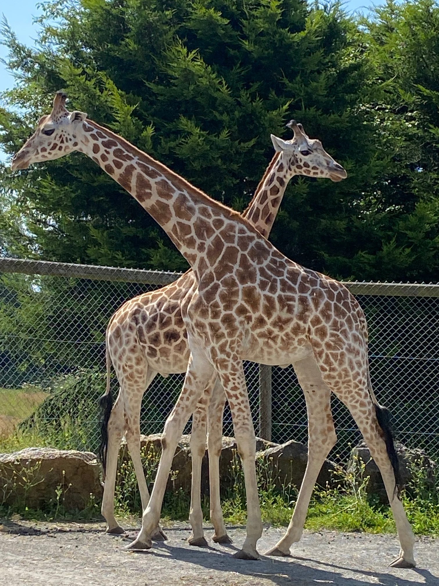 We've Welcomed Two Male Giraffes to Giraffe Heights • Folly Farm We've Welcomed Two Male Giraffes to Giraffe Heights • Folly Farm