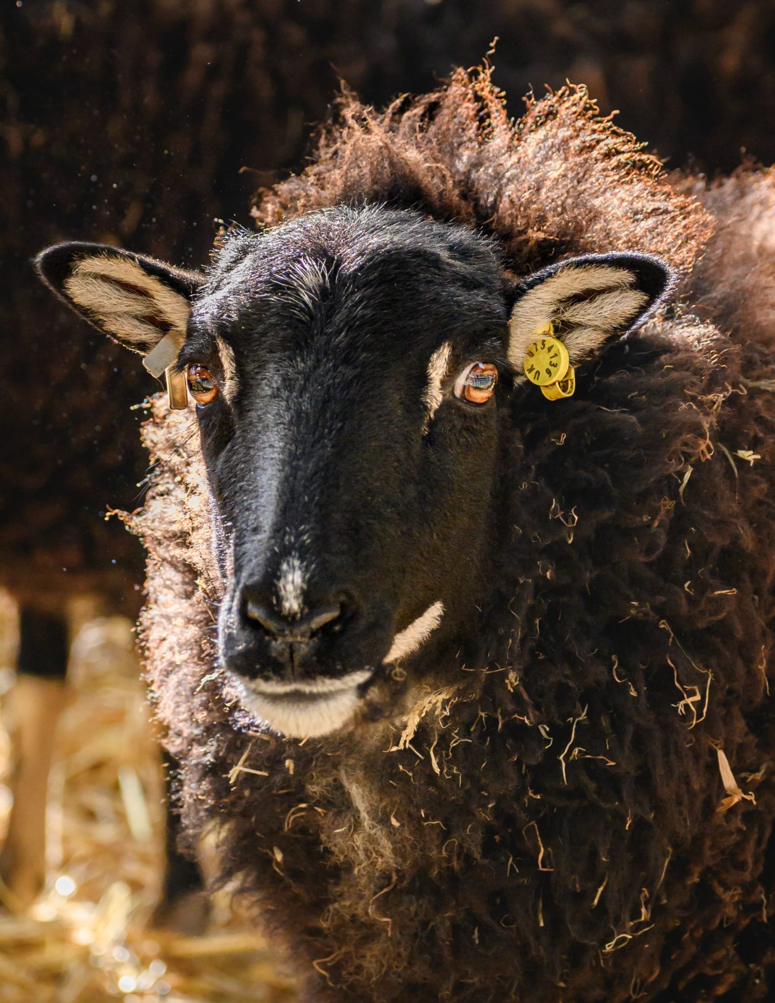 Only Welsh Farm Park With Rare Breed Status • Folly Farm